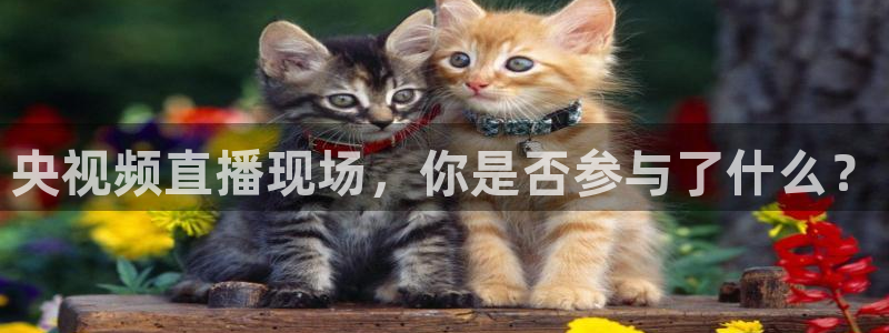 88看球直播nba免费官网